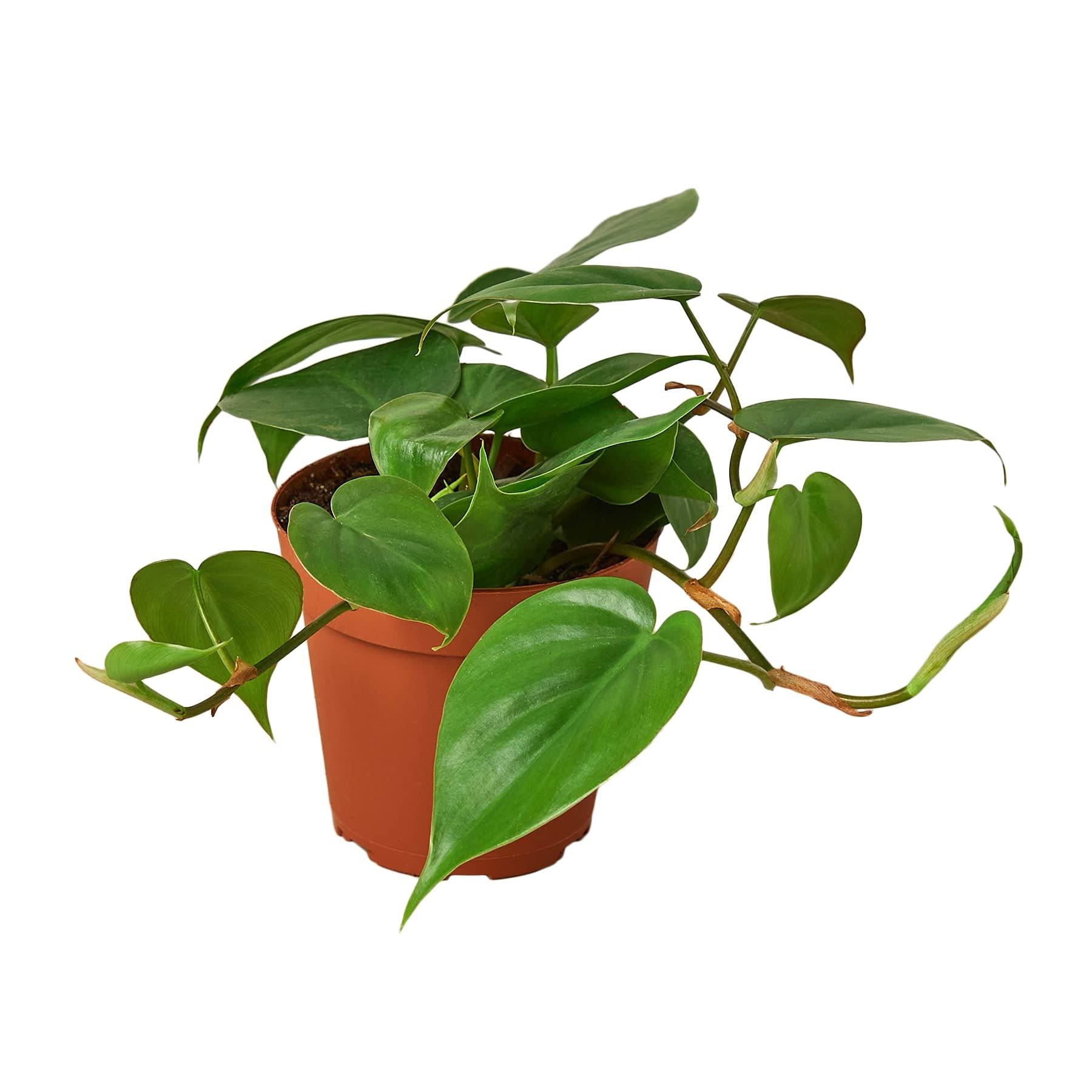 Philodendron Cordatum 'Heartleaf' Nursery Pot / 4" Pot - Product image 1