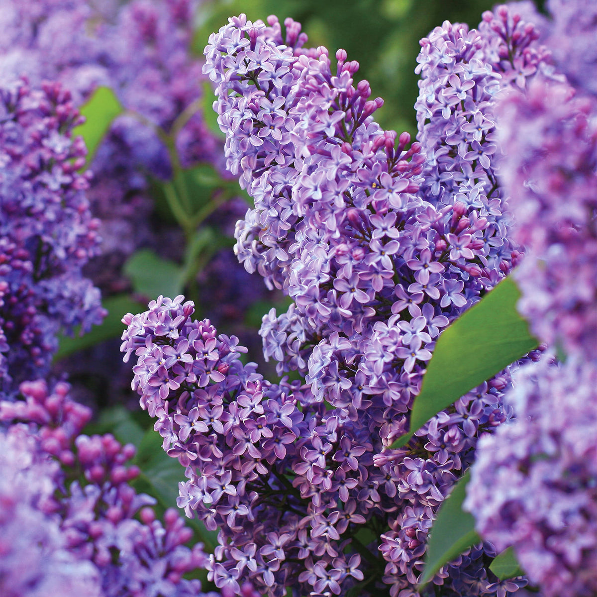 Garden State Bulb Common Purple Lilac Shrub, Live Bare Root (Bag of 1) - Product image 1